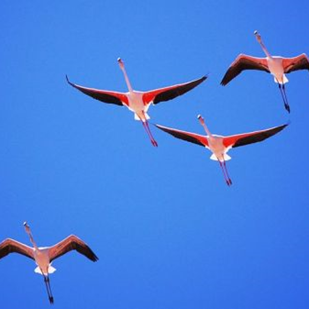 Escapadas donde la ruta la eligen las aves