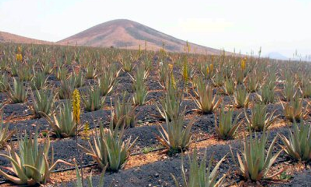 Aloe Vera Internacional