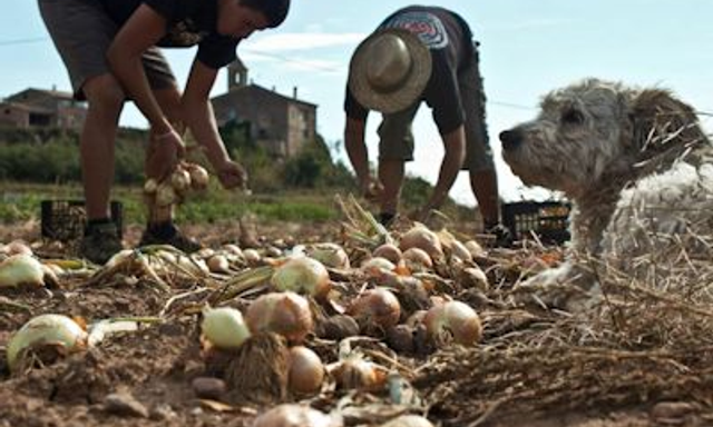 Horta de Capolat